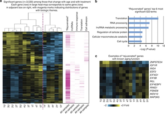 RNA Expression of Aging